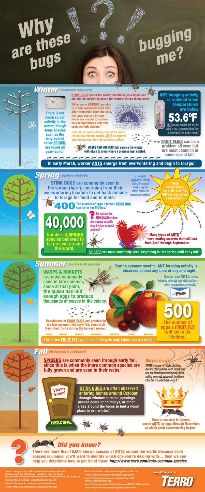 Ant Infographics Insect Infographics TERRO®