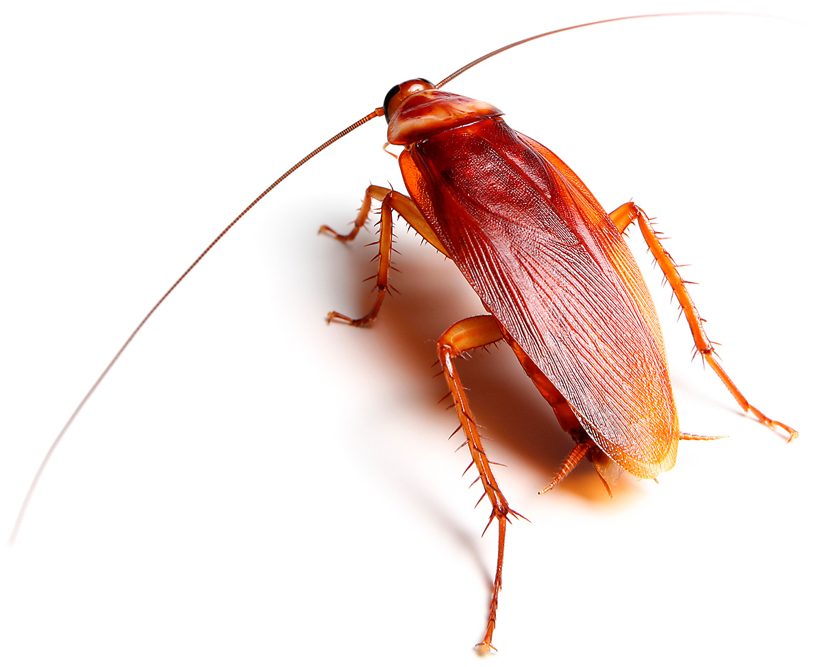 pictures of cock roaches