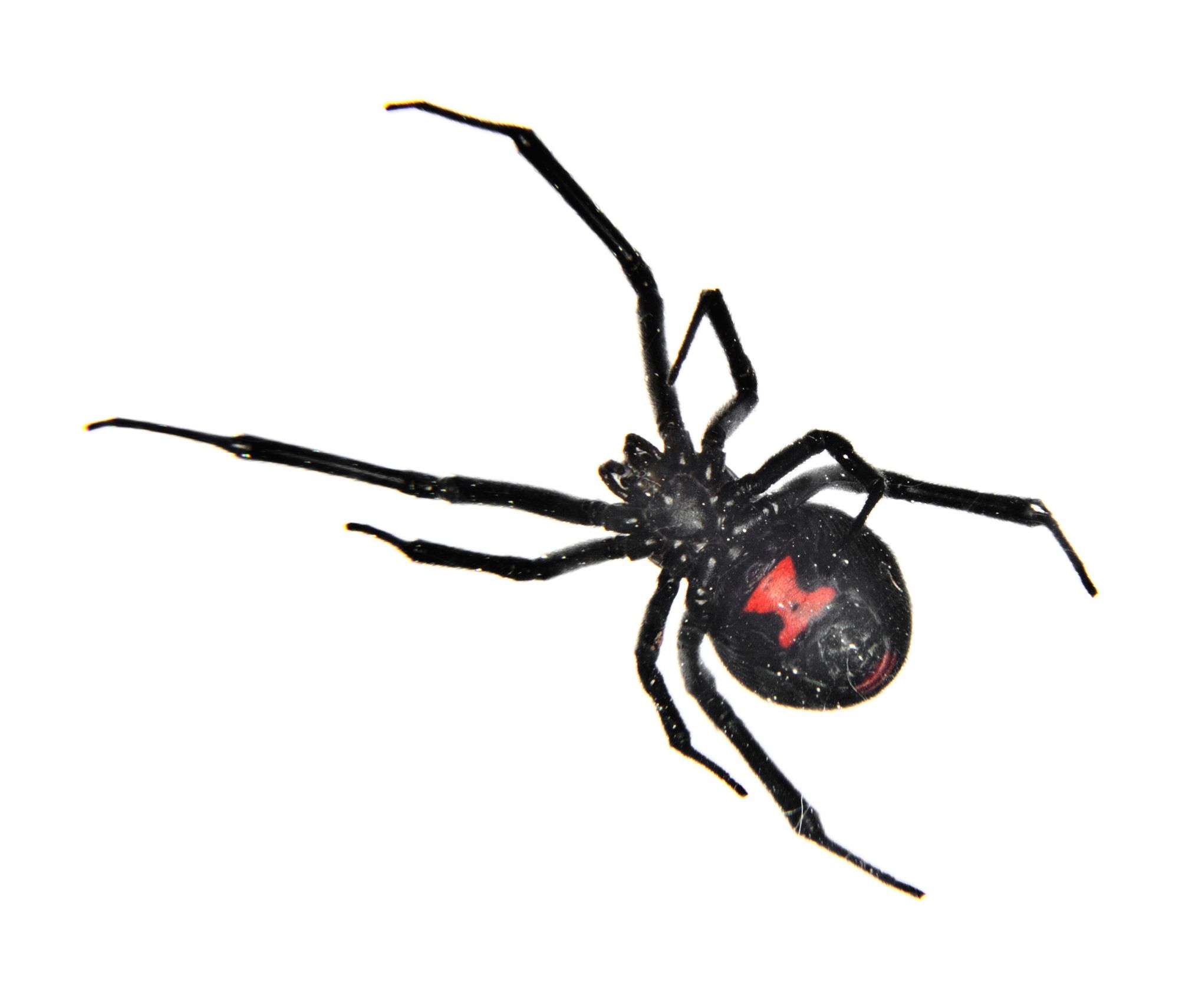 black widow spider