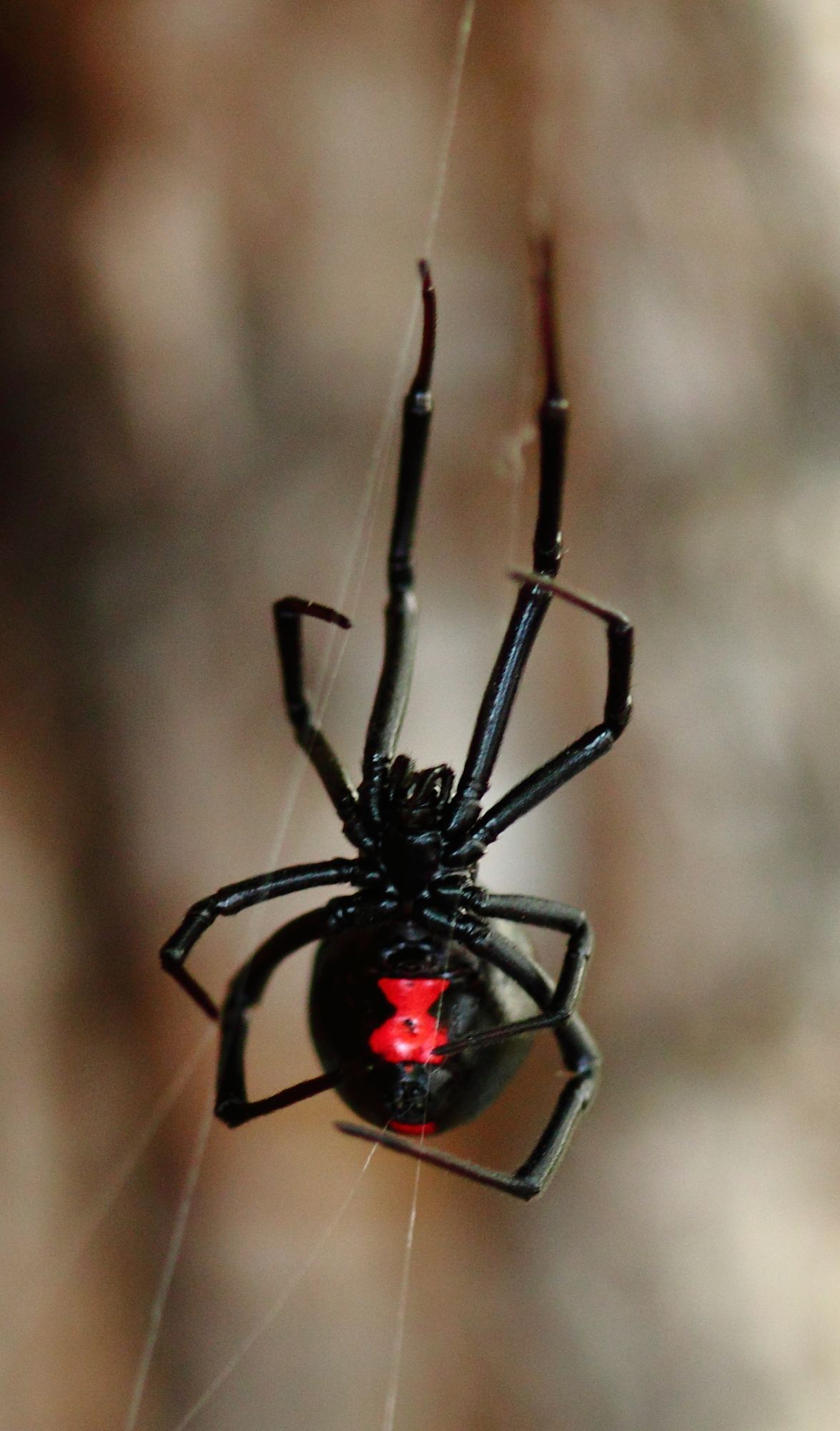 Black Widow Spider Facts | Black Widow Spider Control | TERRO®