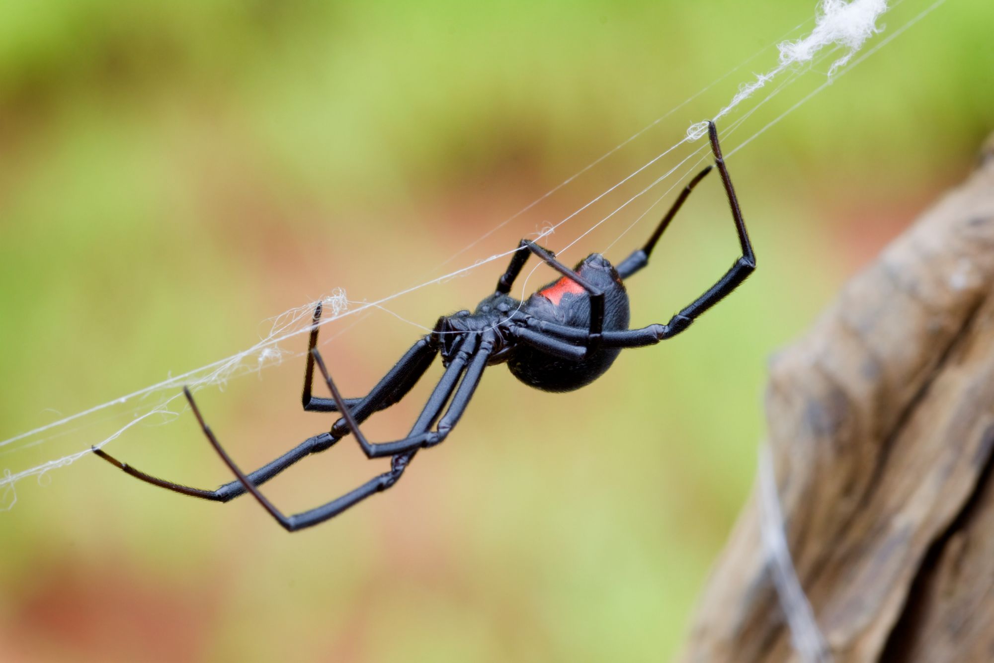 Black Widow Spider Facts | Black Widow Spider Control | TERRO®