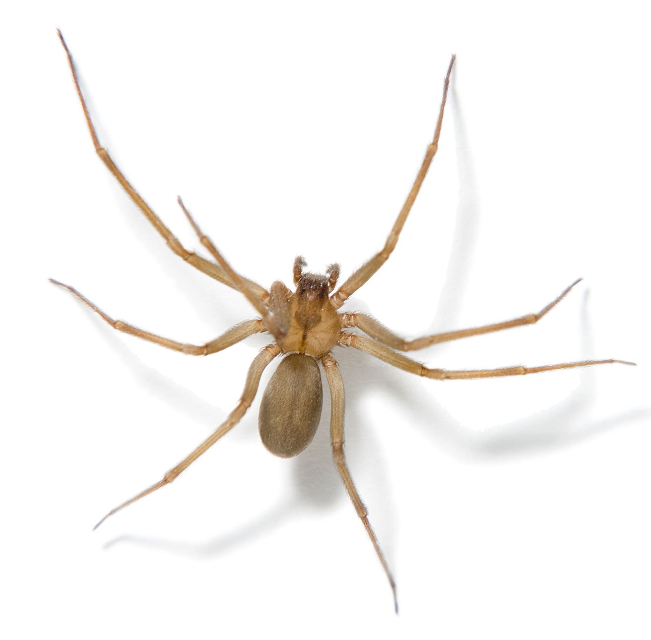 Brown Recluse Spider Facts Brown Recluse Spide Control Terro®