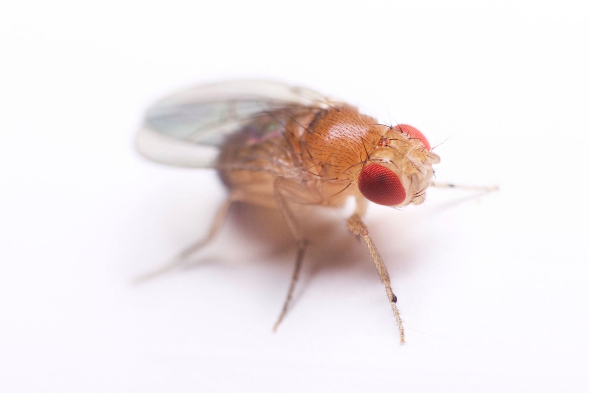 Fruit Fly Facts and Information TERRO®