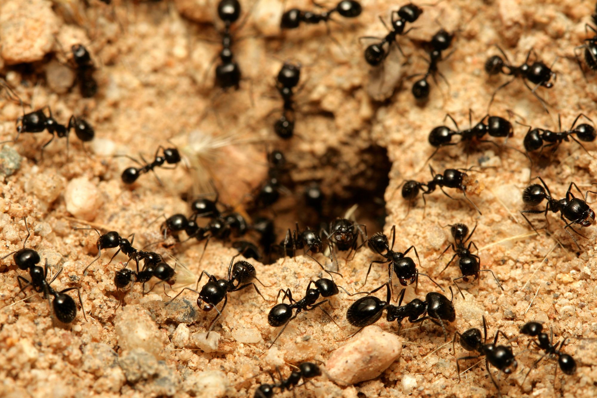 Image result for black ant