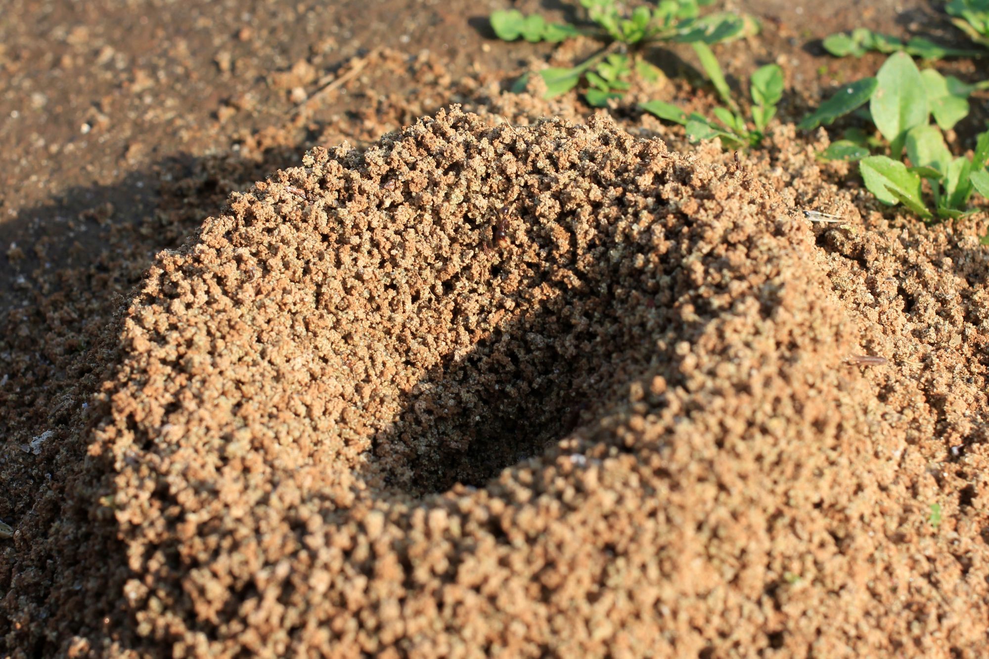 Pavement Ant Facts Pavement Ant Control TERRO®