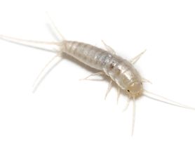 Facts About Silverfish Terro Learning Center