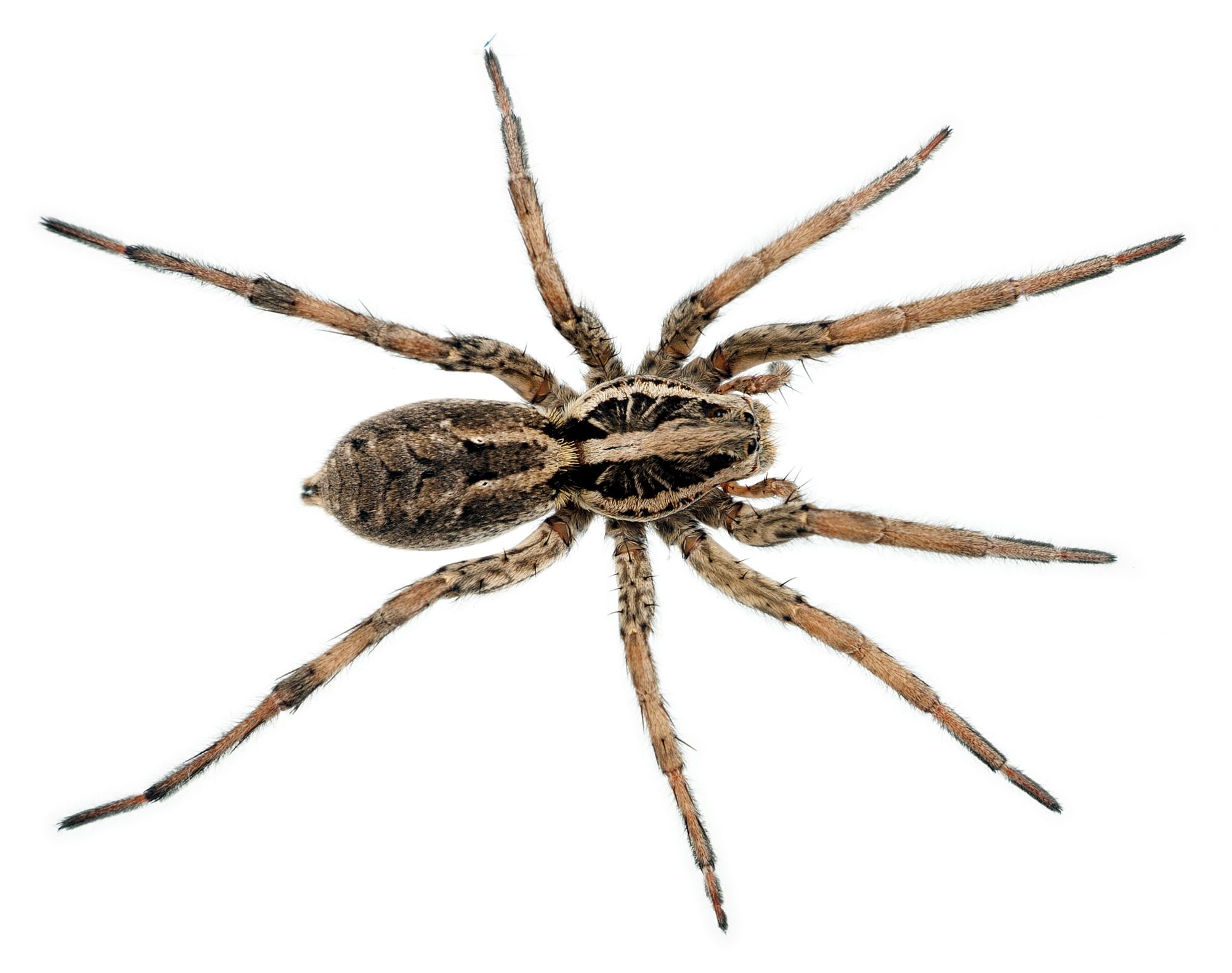 Wolf Spider Facts | Wolf Spider Control | TERRO®