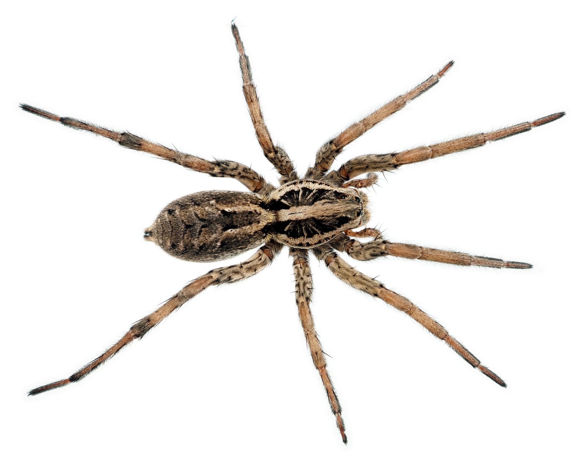 How To Tell If A Spider Is Venomous Western AllPest Services Pest 
