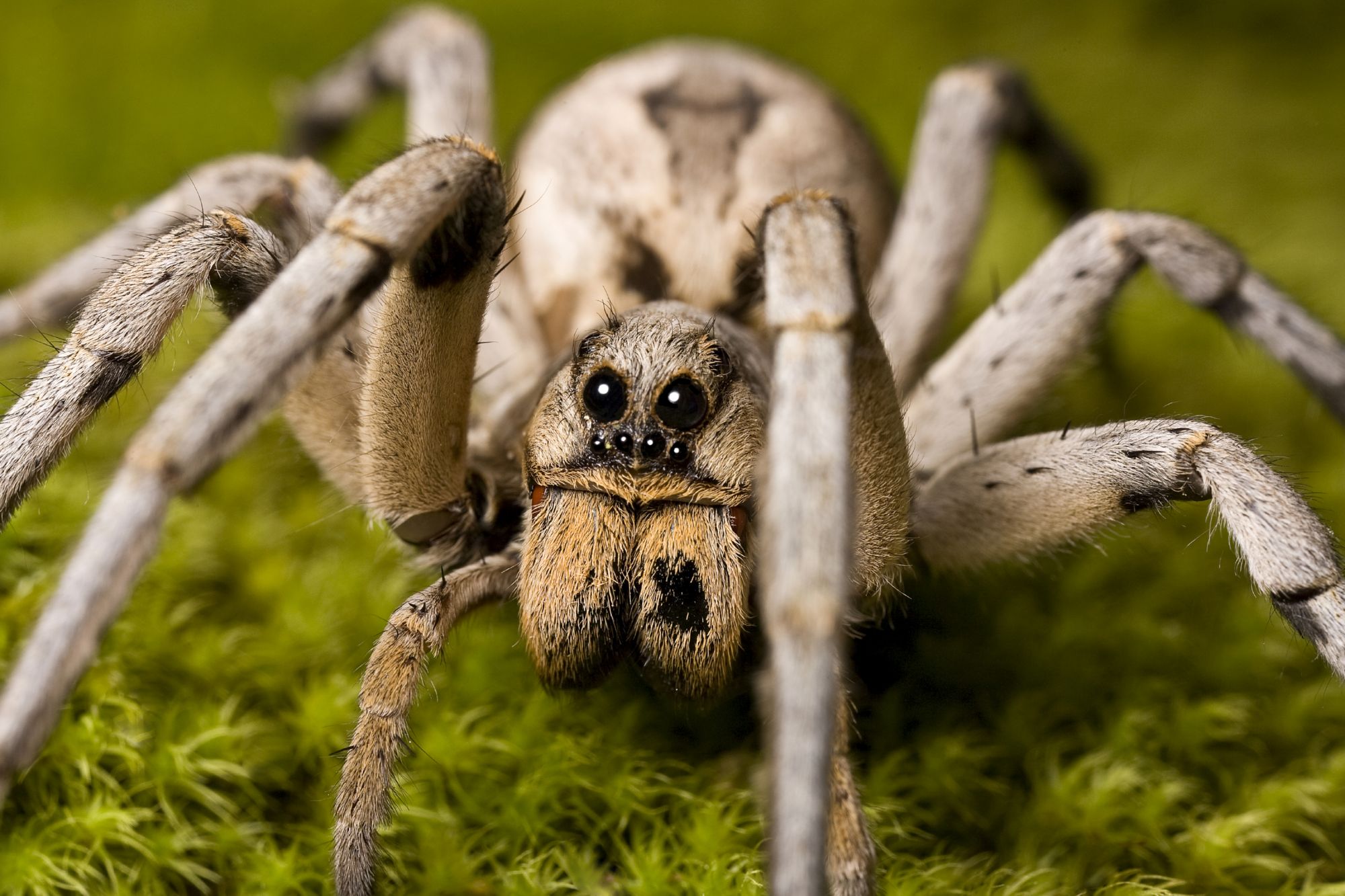 Image result for large spider capturing prey"