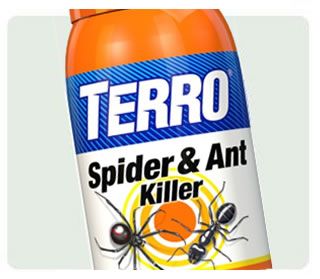 gnat fly trap diy