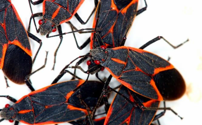 10-boxelder-bug-questions-answered