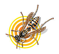 surviving wasps